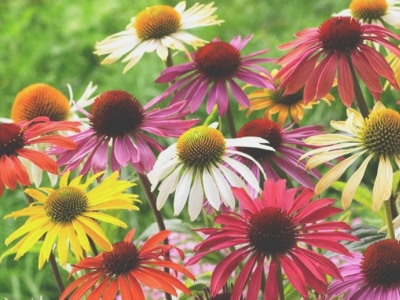Echinacea: proprietà, benefici e consigli per l'uso