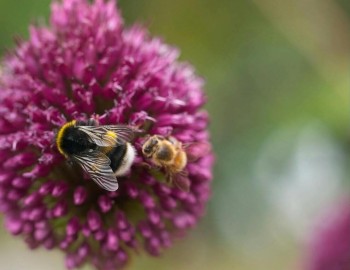 Spezie erbe aromatiche e fiori amici delle api