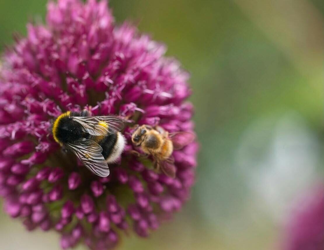 Spezie erbe aromatiche e fiori amici delle api